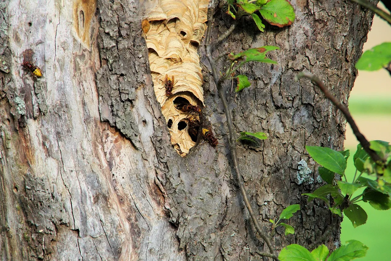 Nid de frelons asiatiques dans un arbre