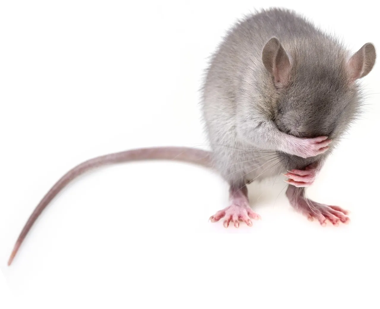 Souris grise, rongeur domestique